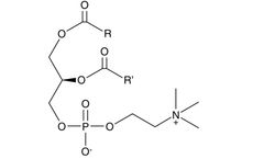 Model 34800 - Phosphatidylcholine