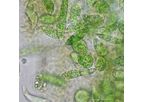 Algiecel - Microalgae Technology