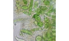 Algiecel - Microalgae Technology