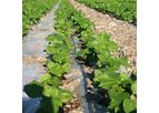 Vegetable Garden Irrigation