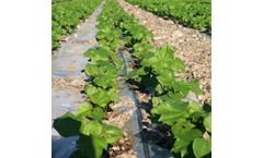 Vegetable Garden Irrigation
