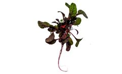 Model 4-LEAFED - Farm for Finest Flavours