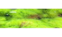 Green Chemistry Services