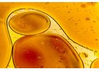 LGC - Model VHG-BODSEED-50 - Biochemical Oxygen Demand (BOD) Seeds