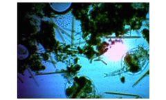Technology  for Grow Fish Instead of Algae: Lake & Pond Stewardship