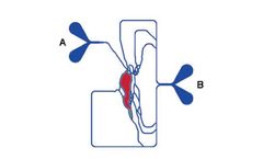 Sigma-Aldrich SynVivo SynTumour - Model VIV105015STU3 - 3D Cancer Model Chip, Microvascular Network Configuration, 8 Um Pillar