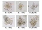 Sigma-Aldrich 3dGRO - Model SCM304 - Human Colon Organoid Expansion Medium