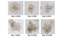 Sigma-Aldrich 3dGRO - Model SCM304 - Human Colon Organoid Expansion Medium