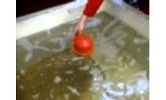 Dolphin Strainer - Video
