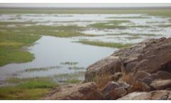 Flyways and Migratory Birds