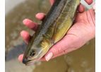NZ Freshwater Fish Database Services