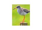 Wildlife and Ecology