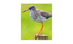Wildlife and Ecology
