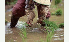 World Food Day – CSIRO rising to the challenges