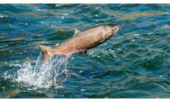 Ceramic membrane solutions for treatment of fish stick water industry
