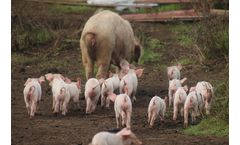 Manure and leachates: Salher develops compact solutions to treat the most complex water