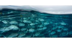 Solids separation filter technology solutions for Fish Hatcheries and Farms sector