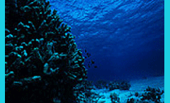 Small RNAs yield great amounts of data from ocean microbe samples