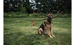 Why your composter (probably) doesn’t accept pet waste