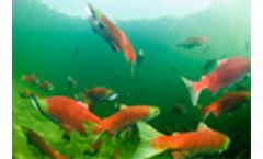 California water operations threaten survival of iconic salmon fishery