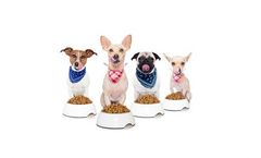 Freeze-Dried Food…Dogs Eat It Up