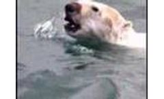 Global Warming & Wildlife Video