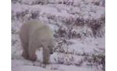 Polar Bears & Global Warming Video