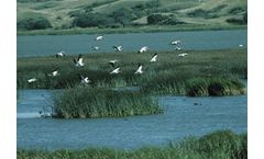 Ecosystem Assessments Services