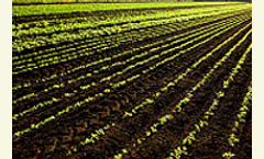 SA growers advised to monitor crops as stem rust emerges