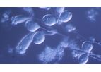 Veolia AnoxKaldnes - Moving Bed Biofilm Reactor (MBBR)