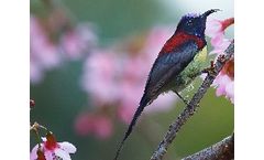 Ecology & Habitat Assessment Consulting Services