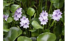 Water Hyacinths May Help Remove Microplastics From Water