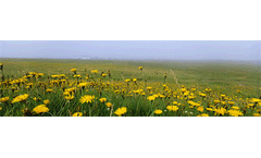 Residual Pollution Rehabilitation