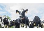 Lely - Model Qwes - Cow Activity Monitoring System