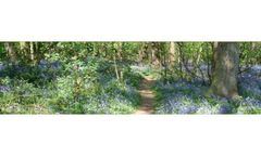Dormouse Survey