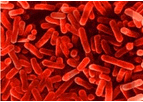 Legionella Risk Assessments