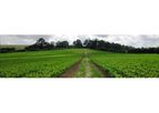 Agricultural Engineering Services