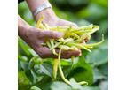 Magic Gro Super - Plant Microbiome Enhancing Biostimulant for Foliar Spray