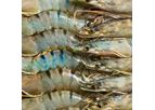 Biogut Aqua - Feed/Gut Probiotic for Aquaculture