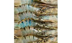 Biogut Aqua - Feed/Gut Probiotic for Aquaculture