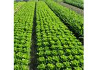 Magic Gro DripSOL - Biostimulant Plant Growth Promoter and Soil Conditioner for Drip Irrigation