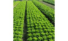 Magic Gro DripSOL - Biostimulant Plant Growth Promoter and Soil Conditioner for Drip Irrigation