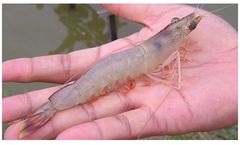 Bioclean Aqua Plus - Soil & Water Probiotic for Aquaculture - Vanammei