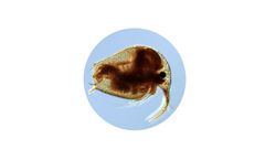 Zooplankton Analysis Services