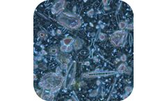 Periphyton Analysis Services