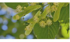Trees and Air Quality: Towards a Better Understanding of Their Interactions for more Sustainable Cities