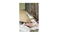 Mold Spores