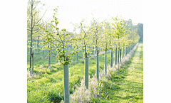 UN tree-planting campaign reaches 4bn mark