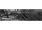 Tree Removal Services