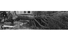 Tree Removal Services